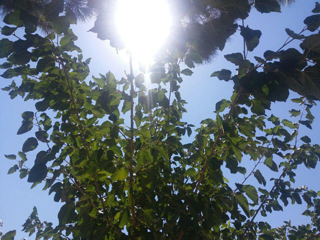 Click to view the original image