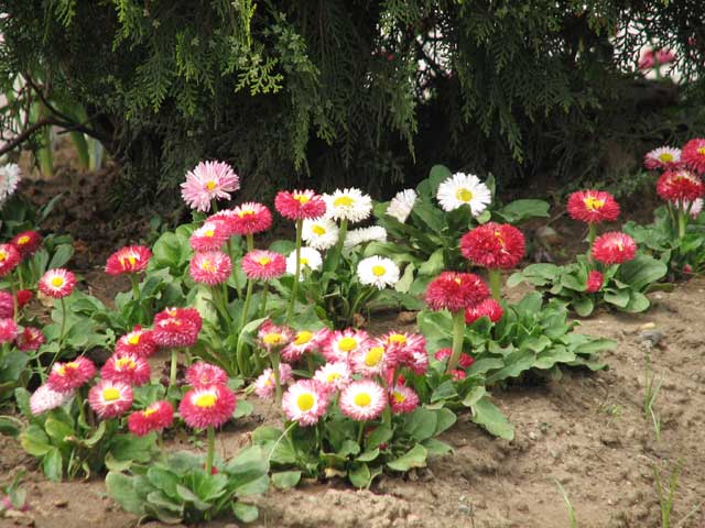 Click to view the original image