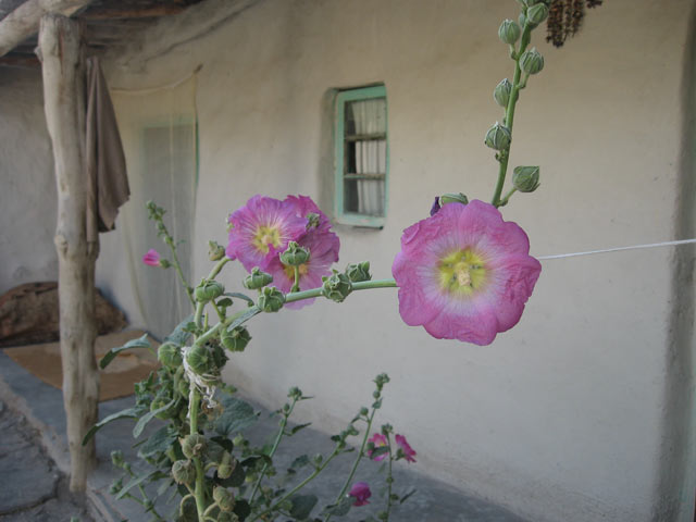 Click to view the original image