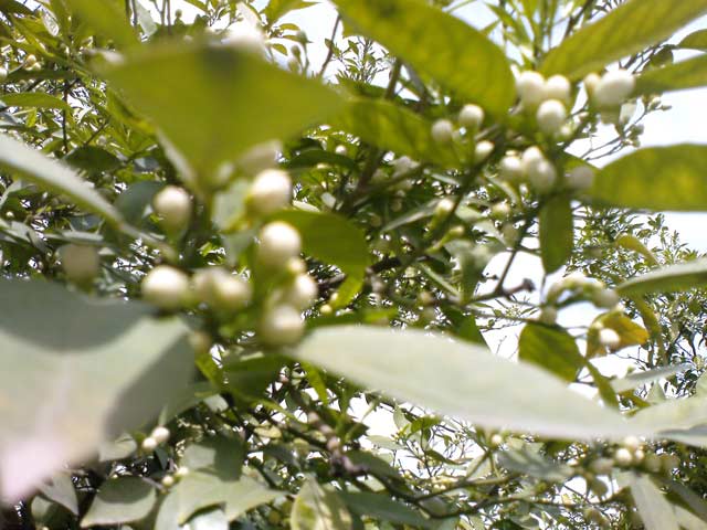 Click to view the original image