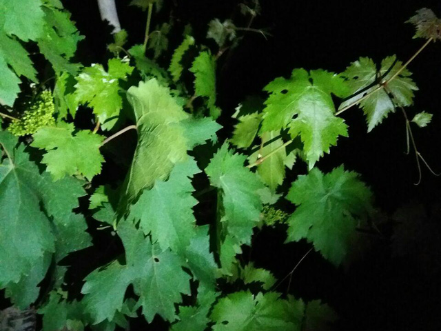 Click to view the original image