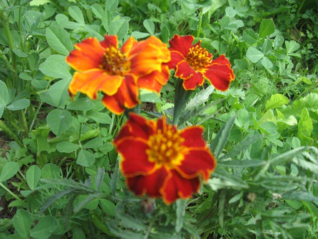 Click to view the original image