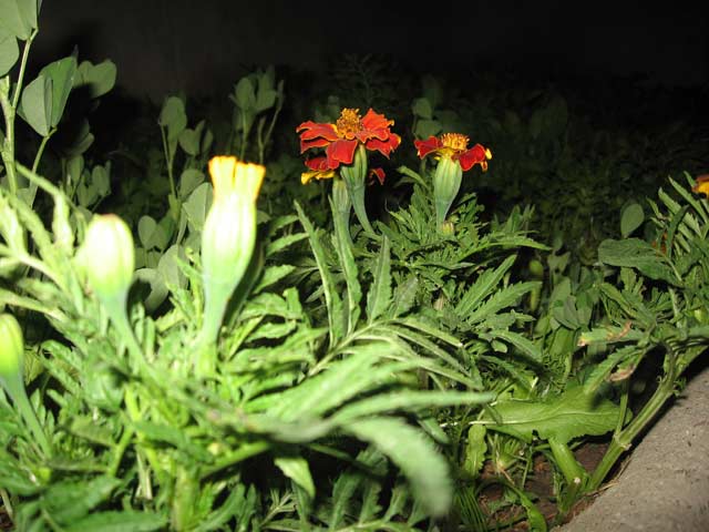 Click to view the original image