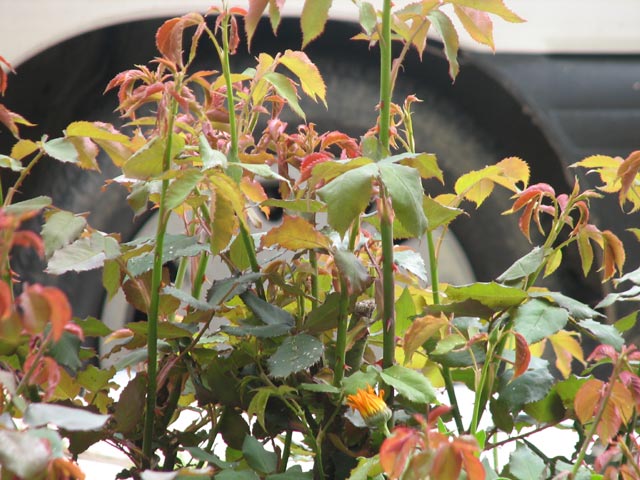 Click to view the original image