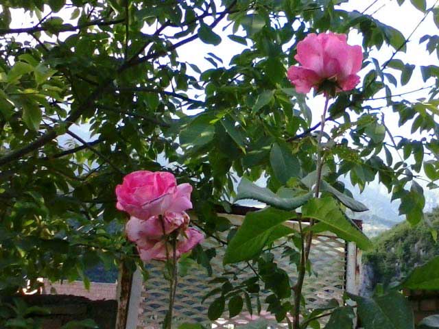 Click to view the original image