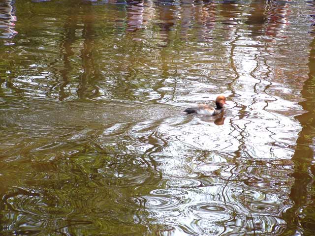 Click to view the original image