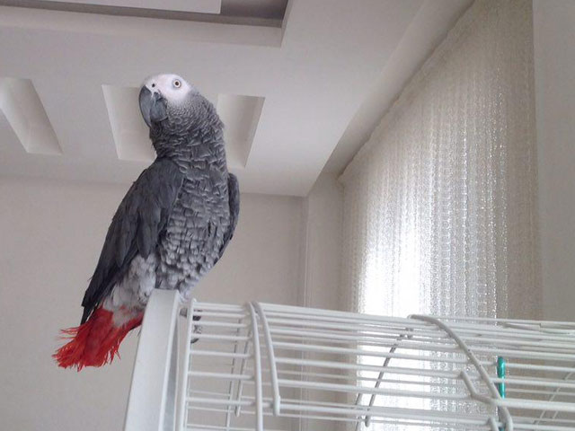 Click to view the original image