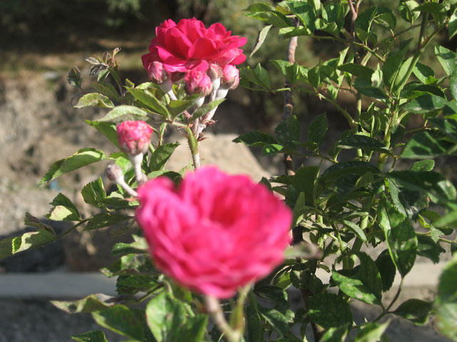 Click to view the original image