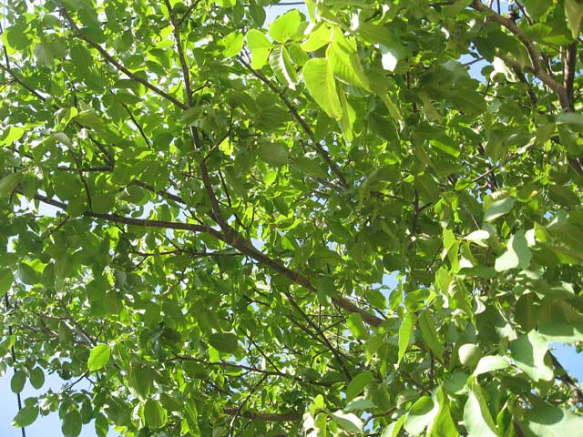 Click to view the original image