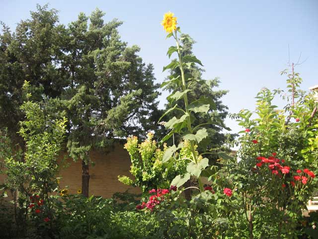 Click to view the original image