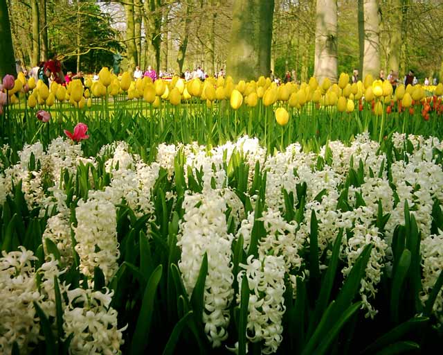 Click to view the original image