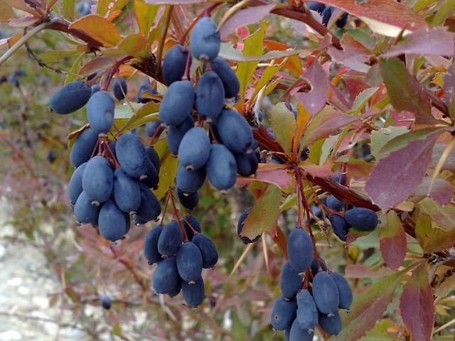 Click to view the original image