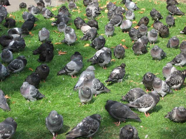 Click to view the original image